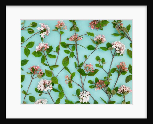 Viburnum Juddii flowers by Assaf Frank